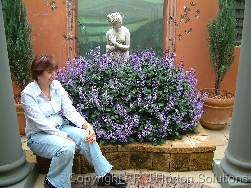 Plectranthus Mona LavenderSue 